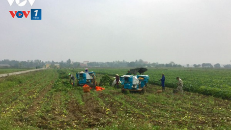 Hợp tác xã nông nghiệp “hoạt động” trên giấy ở Bắc Kạn (06/04/2021)
