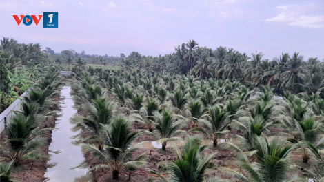 ĐBSCL: xuất hiện cơn “mưa vàng” giải khát cho hàng chục ha cây trồng (03/04/2021)