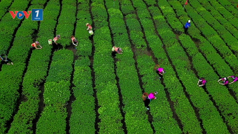 Xây dựng hệ thống nông nghiệp ứng phó với đại dịch Covid – 19 (07/05/2021)