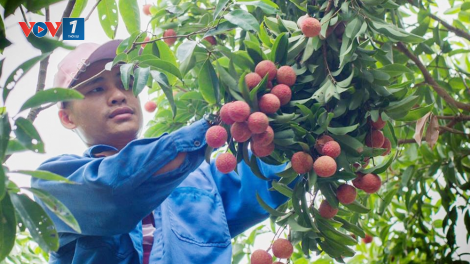 Bắc Giang - không để chuỗi sản xuất, tiêu thụ vải thiều đứt gãy (20/05/2021)