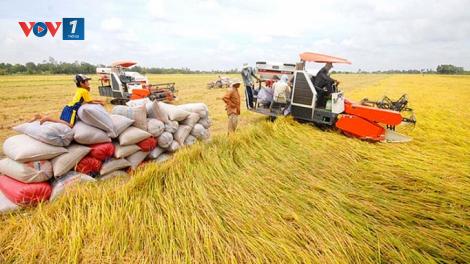 Nâng cao giá trị và thương hiệu lúa gạo Việt Nam (02/05/2021)