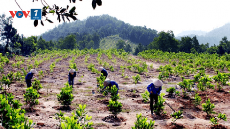 Trồng rừng thích ứng với biến đổi khí hậu (26/05/2021)