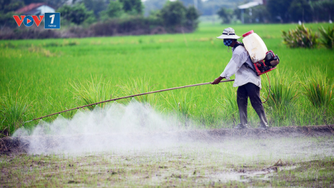 Phun thuốc trừ sâu thuê, nghề nguy hiểm (10/05/2021)