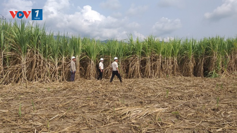 Khánh Hòa: Liên kết để phát triển bền vững vùng nguyên liệu mía (12+13/06/2021)