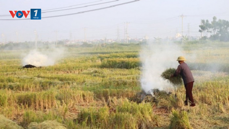 Các giải pháp hạn chế tình trạng đốt rơm rạ ở Hà Nội (17/06/2021)