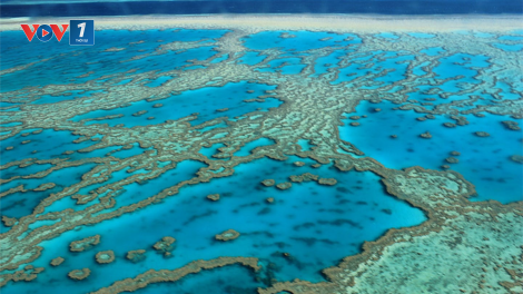 Tranh cãi kế hoạch của UNESCO về rạn san hô Great Barrier của Australia (25/06/2021)