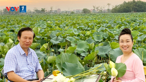 Cách trồng cây sen giống mới (15/06/2021)