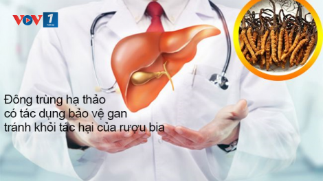 Tác dụng của Đông trùng hạ thảo đối với chức năng gan (26/06/2021)