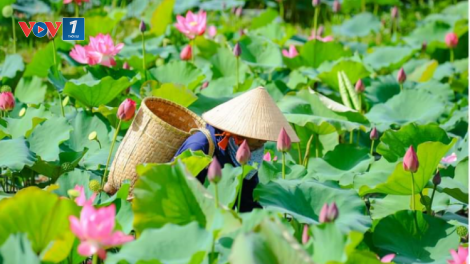 Trồng sen vùng trũng thu nhập cao (25/06/2021)