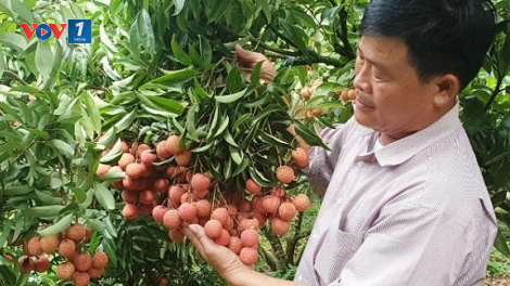 Chuyên nghiệp hóa để nâng cao chất lượng chuỗi giá trị sản phẩm nông nghiệp trong dịch Covid19 ( 27/06/2021)