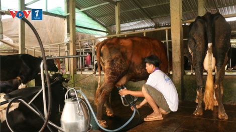 Hiệu quả từ chăn nuôi bò sữa ở Sóc Trăng (10+11/07/2021)