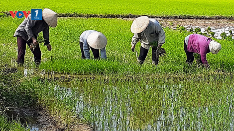 Cơ bản hoàn thành gieo cấy lúa hè thu, lúa vụ mùa ở phía Bắc (28/7/2021)
