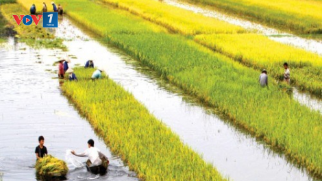 ĐBSCL: thiếu mắt xích liên kết trong sản xuất nông nghiệp (12/07/2021)
