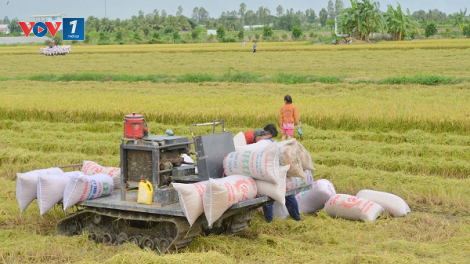 Cần Thơ: Nông dân lo lắng vụ Hè thu thiệt hại kép (14/07/2021)