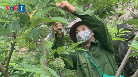 Chủ động phương án tiêu thụ na Chi Lăng trong điều kiện dịch bệnh. (20/07/2021)
