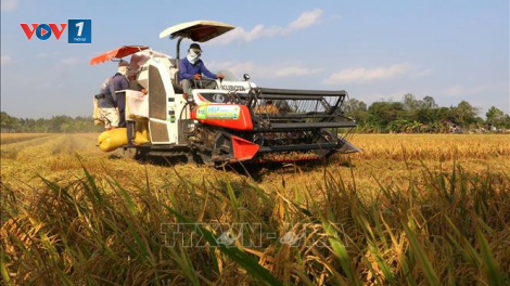 Cần liên kết vùng để tiêu thụ lúa gạo tại Đồng bằng Sông Cửu Long (25/08/2021)
