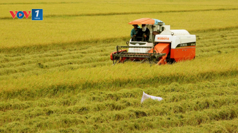 Sản xuất lúa gạo bền vững, hiệu quả trên cánh đồng. (30/08/2021)
