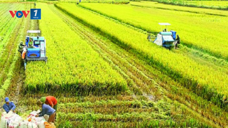 Bất chấp dịch covid 19 diễn biến phức tạp, ngành Nông nghiệp vẫn tăng trưởng (06/08/2021)