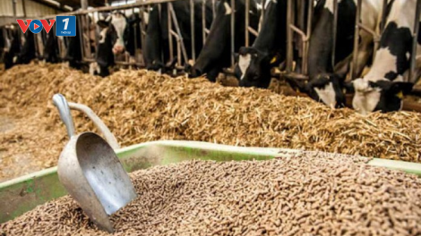 Giảm áp lực về nguồn nhập khẩu và giá đối với nguyên liệu thức ăn chăn nuôi (16/08/2021)
