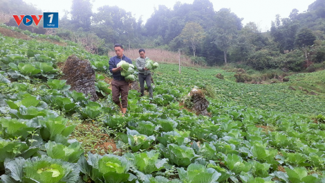 Kỹ thuật trồng rau trái vụ cho hiệu quả cao. (17/08/2021)