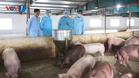 Những mối nguy liên quan và và giải pháp phòng ngừa dịch tả lợn Châu Phi (06/09/2021)