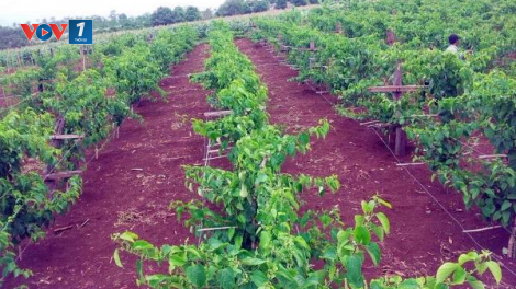 Gia Lai: Xử phạt 80 triệu đồng 1 doanh nghiệp giả mạo xuất xứ cây chanh dây giống (12/1/2023)