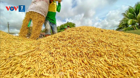 THỜI SỰ 21H30 ĐÊM 1/1/2023: Giá xuất khẩu gạo tuần qua cao nhất, kể từ giữa tháng 7/2022 đến nay.