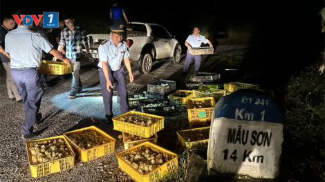 Quyết liệt ngăn chặn gia cầm lậu (05/10/2023)