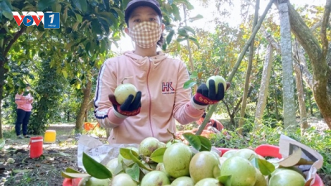 Đẩy mạnh tiêu thụ nông sản cho vùng miền núi, vùng sâu, vùng xa (20/10/2023)