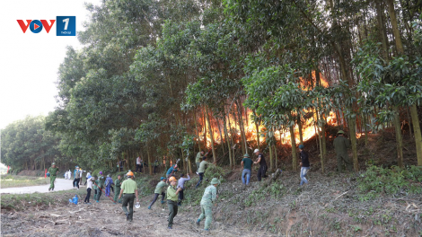 Bắc Giang chủ động phòng chống cháy rừng từ đầu mùa khô (27/10/2023)