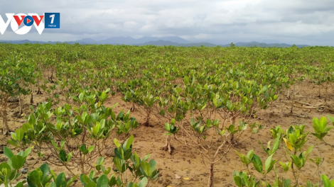 Nỗ lực bảo vệ rừng ngập mặn Đồng Rui tiến tới trở thành khu Ramsar của thế giới (05/07/2023)