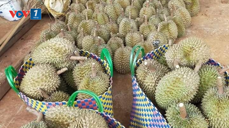 Sầu riêng Đăk Lăk: Nhiều thắng lợi, lắm lo âu (12/11/2023)