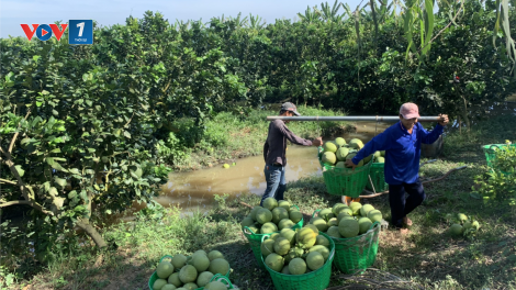 Đồng bằng sông Cửu Long: Chuyển đổi từ sản xuất nông nghiệp sang kinh tế nông nghiệp (16/11/2023)