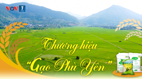 THỜI SỰ 6H SÁNG 26/11/2023: Quyết định cấp giấy chứng nhận nhãn hiệu “Gạo Phù Yên” của Sơn La.