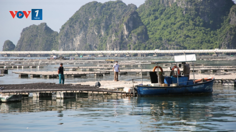 Quảng Ninh- mục tiêu 8800ha diện tích nuôi biển (8/11/2023)