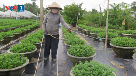 Nông dân Đà Nẵng tất bật vụ hoa Tết (07/12/2023)