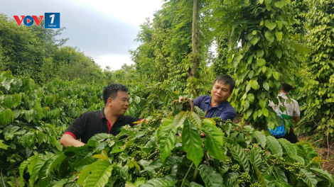 Doanh nghiệp hợp tác sản xuất, kinh doanh, phát triển bền vững (14/12/2023)