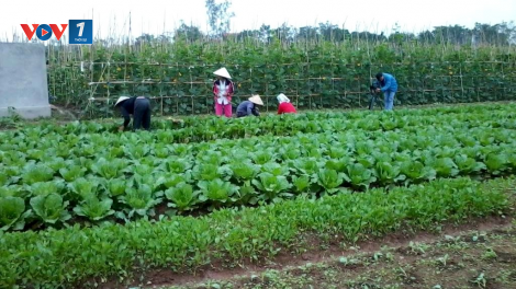 Hà Nam: Xã Trác Văn hướng tới xây dựng Nông thôn mới kiểu mẫu (10/11/2023)