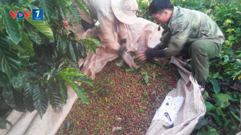Trăn trở phát triển thương hiệu cà phê đặc sản ở Đức Cơ, Gia Lai (02/12/2023)