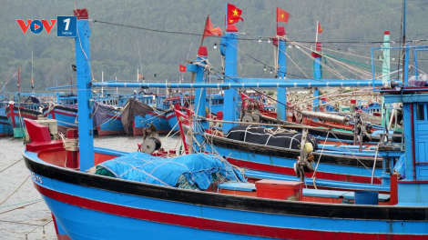 Quảng Ngãi hơn 700 tàu cá nằm bờ do không đăng ký, đăng kiểm (18/12/2023)