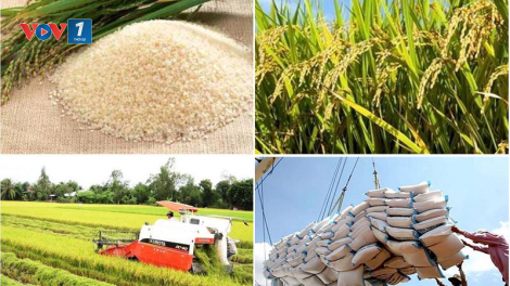 Phát triển chuỗi giá trị lúa gạo Việt Nam trách nhiệm và bền vững (18/12/2023)