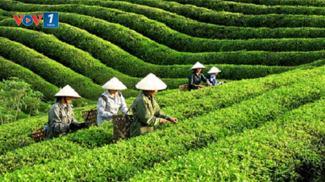 Thái Nguyên: Phấn đấu ngành chè đạt tỷ đô (14/02/2023)