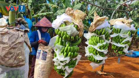 Sớm đăng ký mã vùng trồng, nhiều nông sản Gia Lai xuất khẩu chính ngạch. (18+19/02/2023)