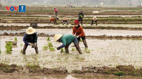 Nam Định - hướng đến vụ đông xuân 2022-2023 thắng lợi (07/02/2023)
