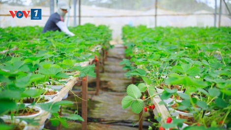 Sản xuất xanh - thúc đẩy phát triển nông nghiệp bền vững (09/02/2023)