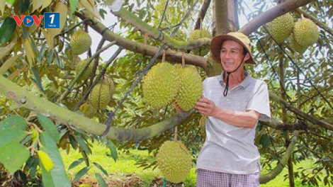 Đua nhau chặt cà phê và hồ tiêu để trồng sầu riêng: Hậu quả khó lường (28/02/2023)