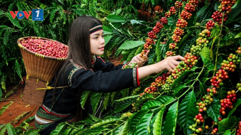 Xây dựng văn hóa cà phê để gia tăng giá trị (14/03/2023)