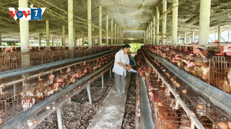 Giá thức ăn chăn nuôi tăng cao, nông dân tìm cách vượt khó (03/04/2023)