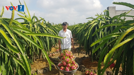 Hướng đi nào bền vững cho trái Thanh Long? (15+16/04/2023)