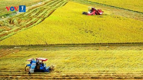 Tăng thu nhập cho nông dân trồng lúa với Đề án 1 triệu hecta chuyên canh lúa chất lượng cao (23/04/2023)